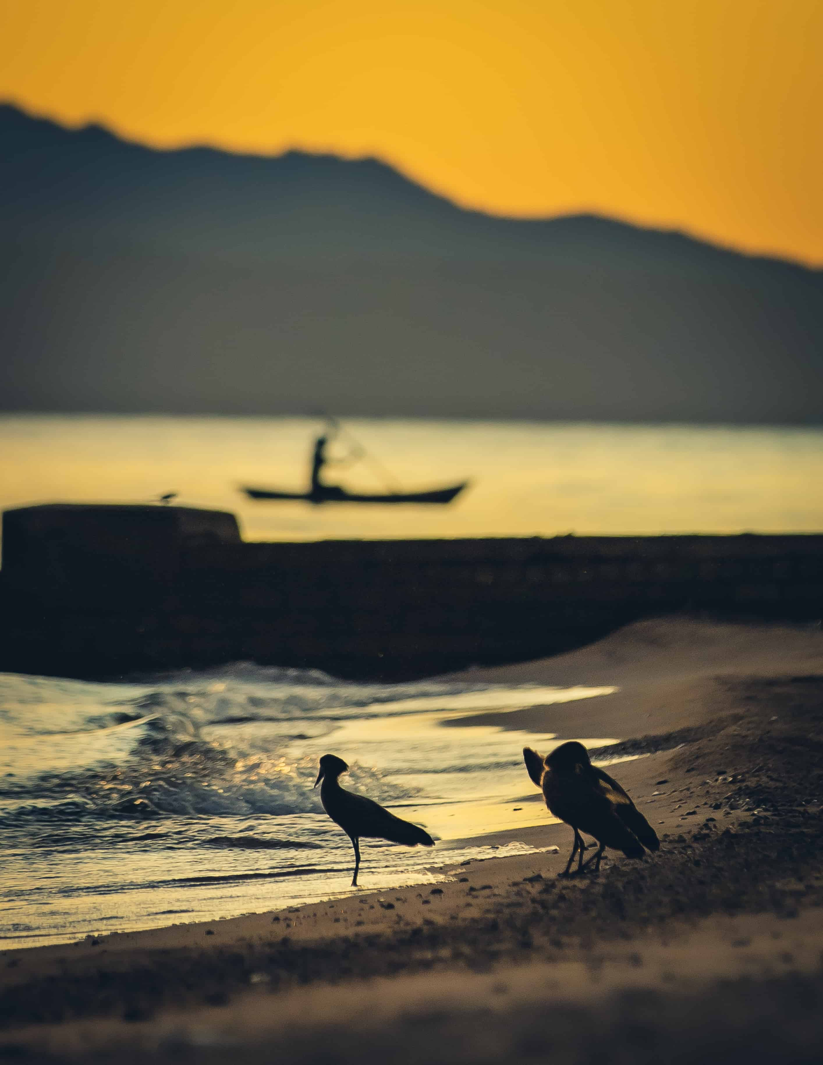 birds on the beach at sunset with man rowing boat in the background