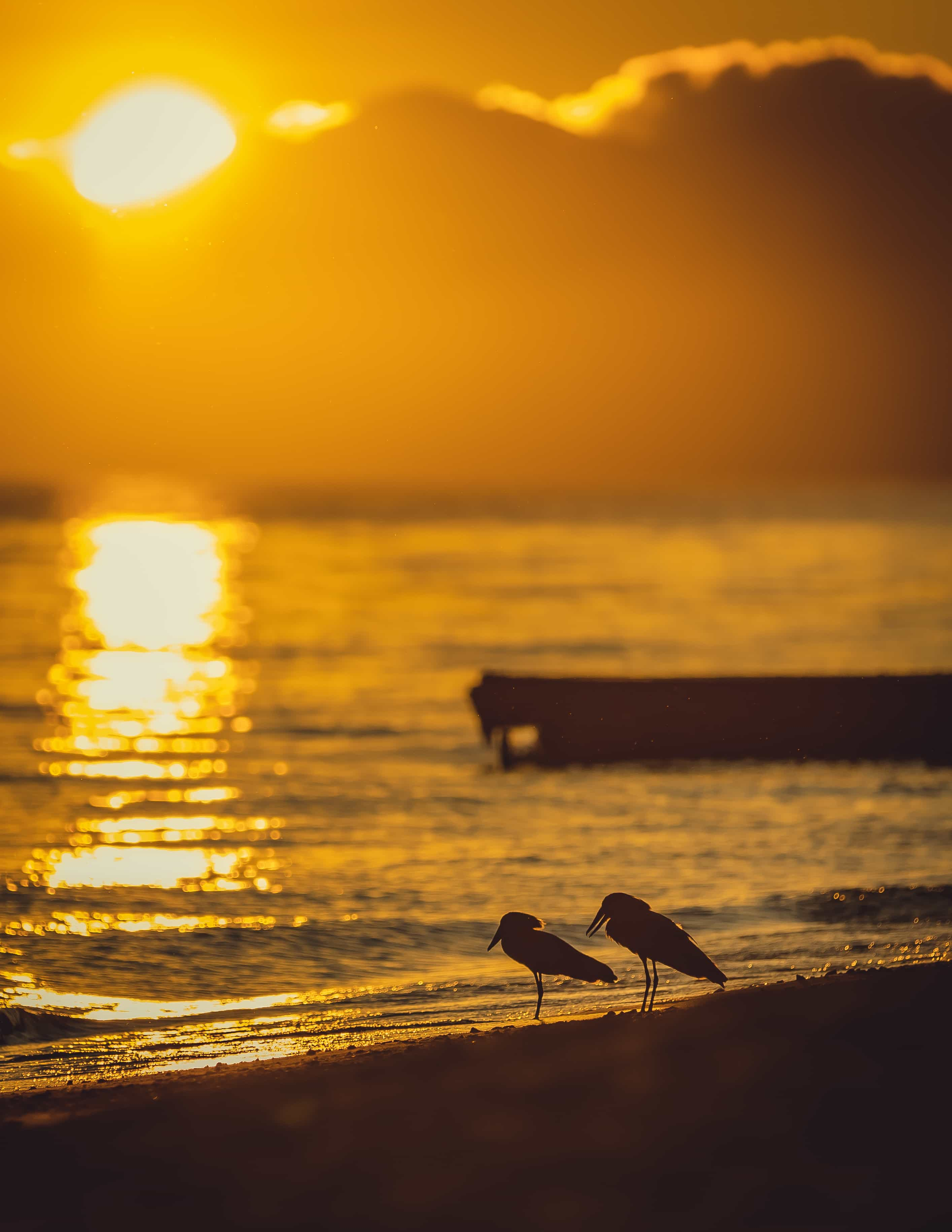 birds on the beach at sunset