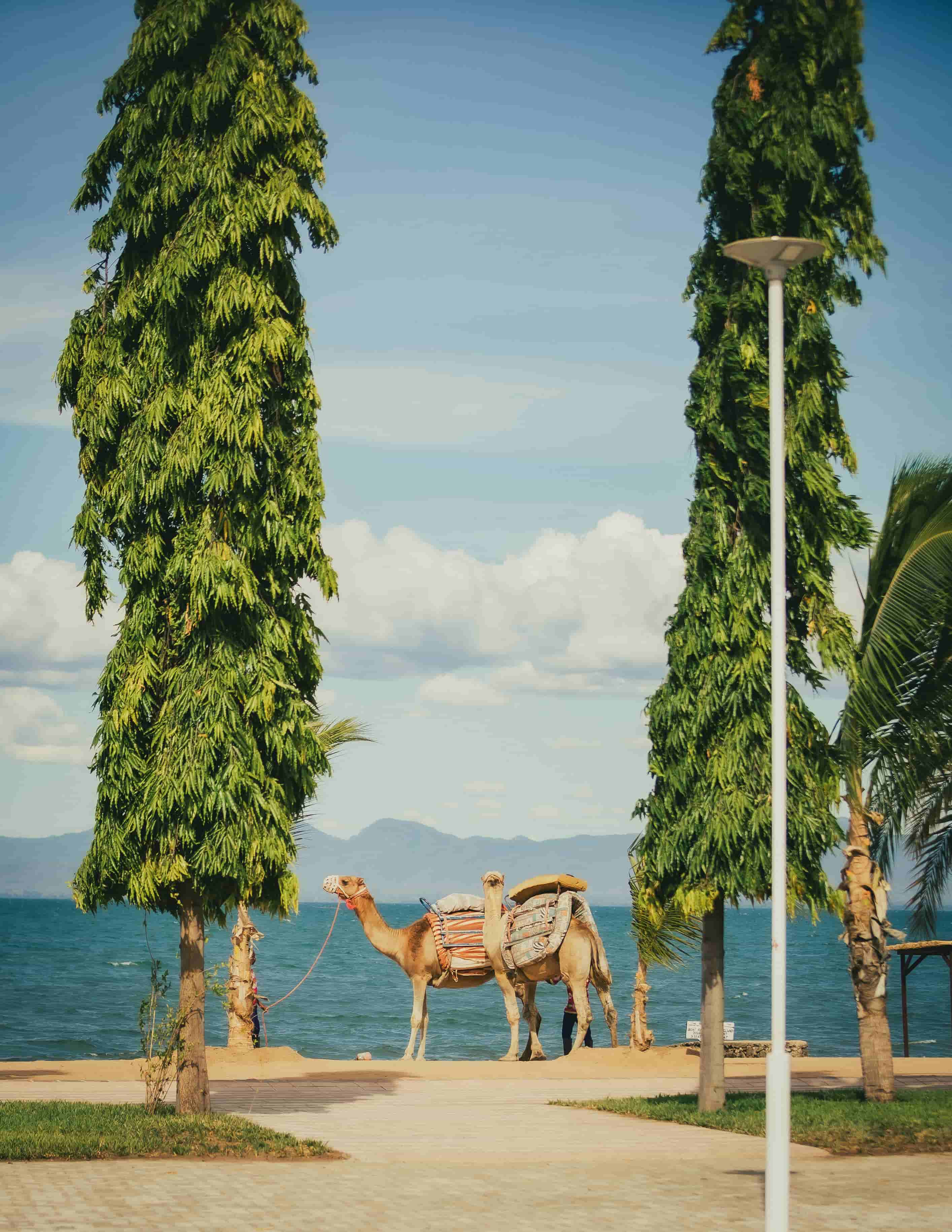 camels on the beach