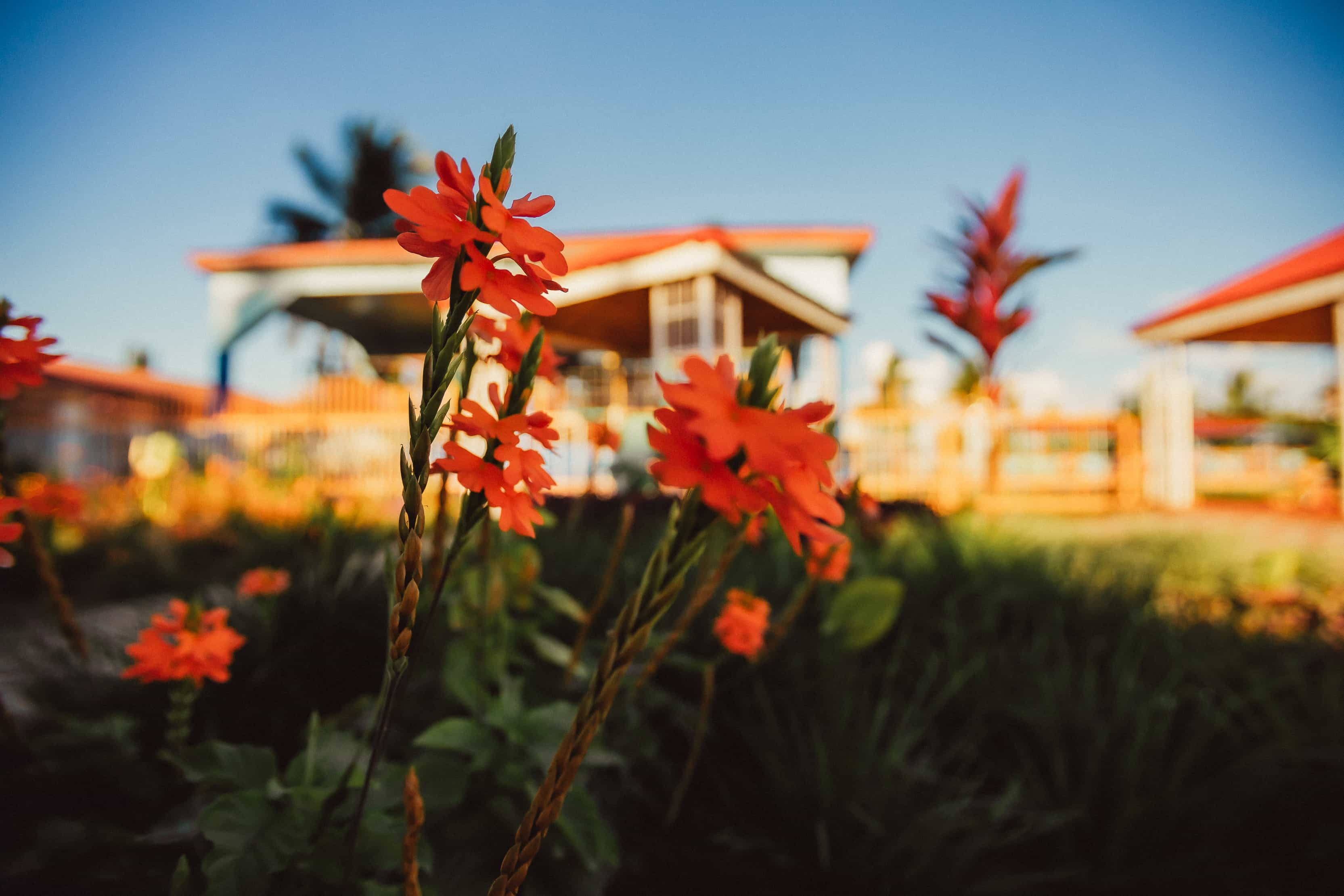 close up of orange flowers